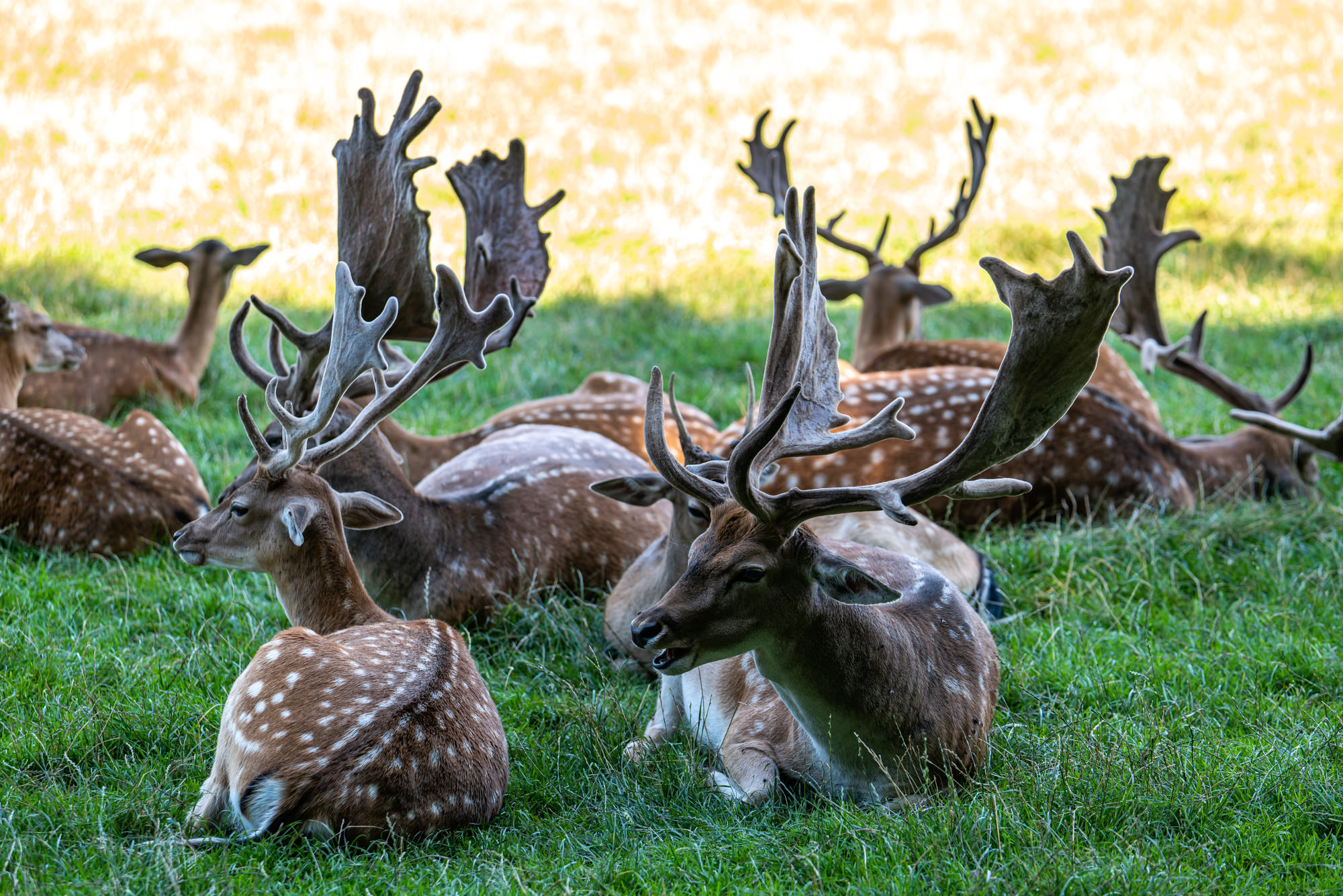 Wildpark Poing | Top Ausflugsziele rund um München | Mr. München | Foto: Rainer Nitzsche