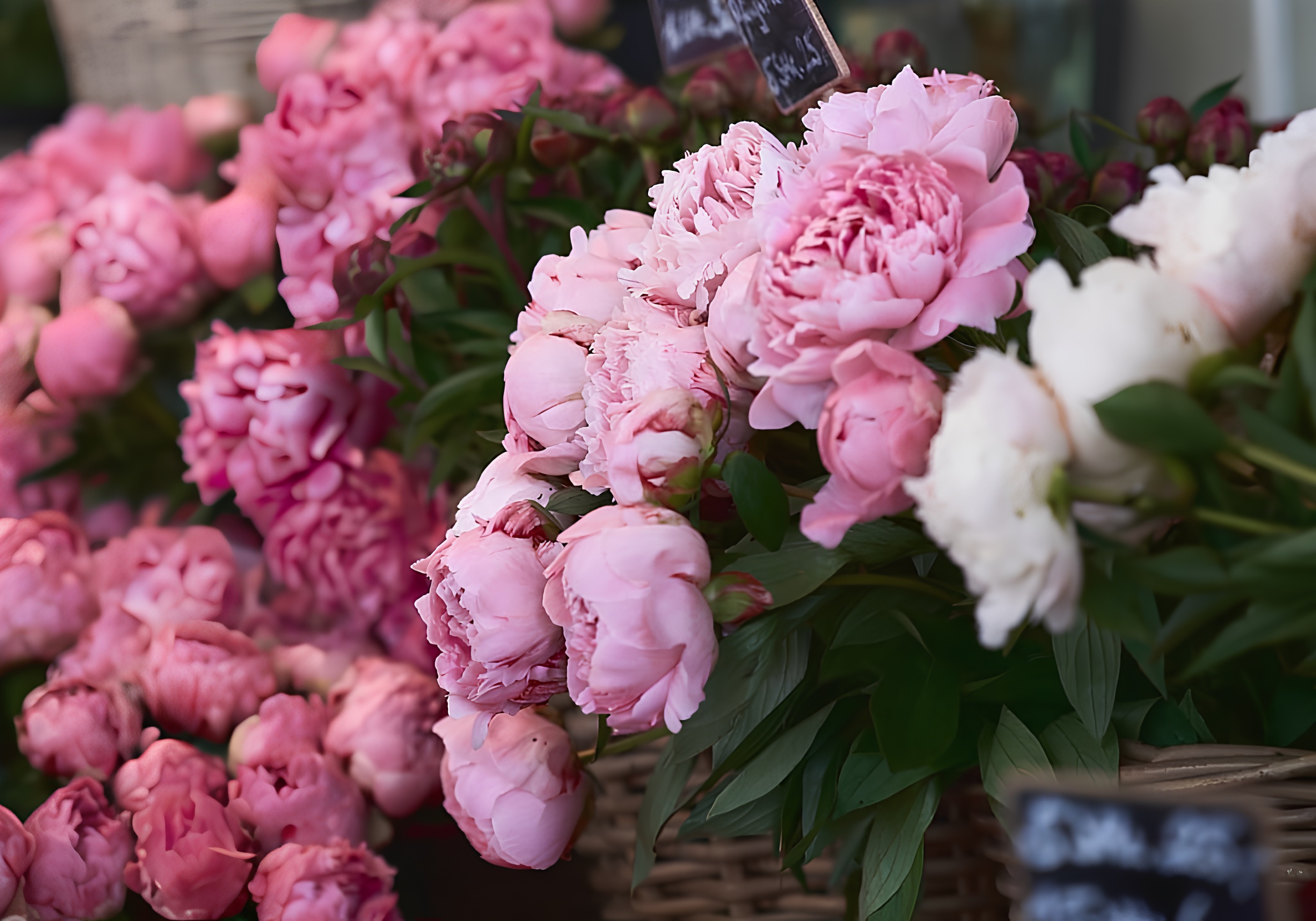Top 13 Blumenläden in München