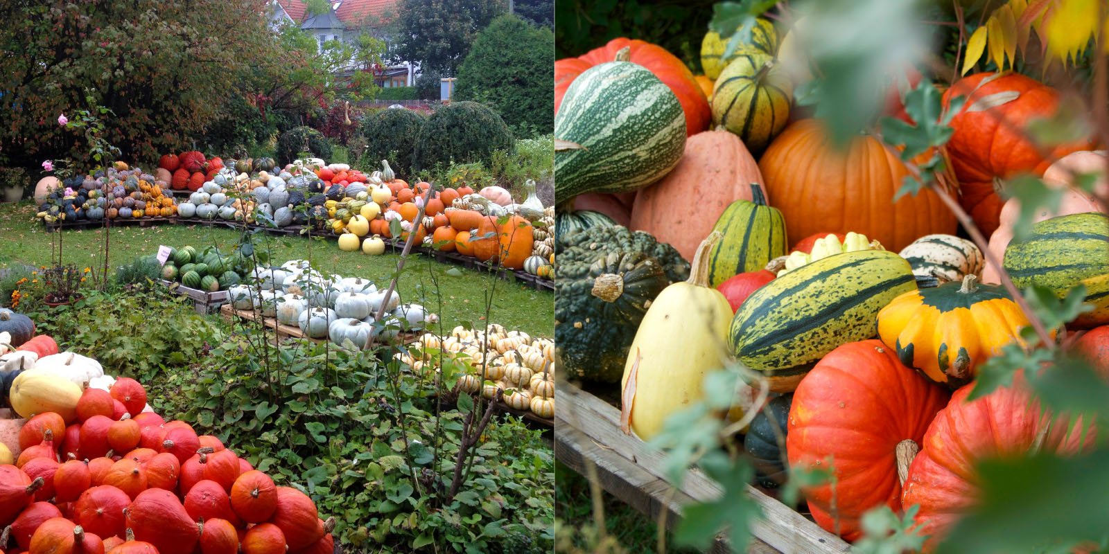 Habeker Hof | Top Tipps rund um den perfekten Kürbis in München | Mr. München | Foto: Habeker Hof