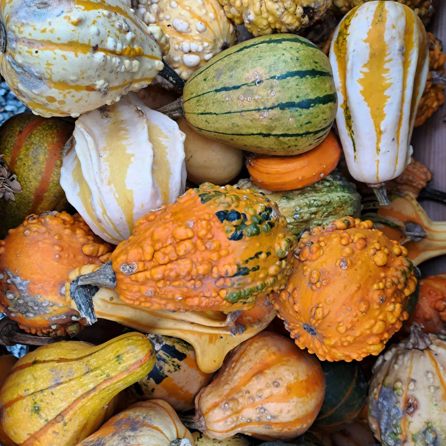 Kräuterbau Kufner | Top Tipps rund um den perfekten Kürbis in München | Mr. München | Foto: x